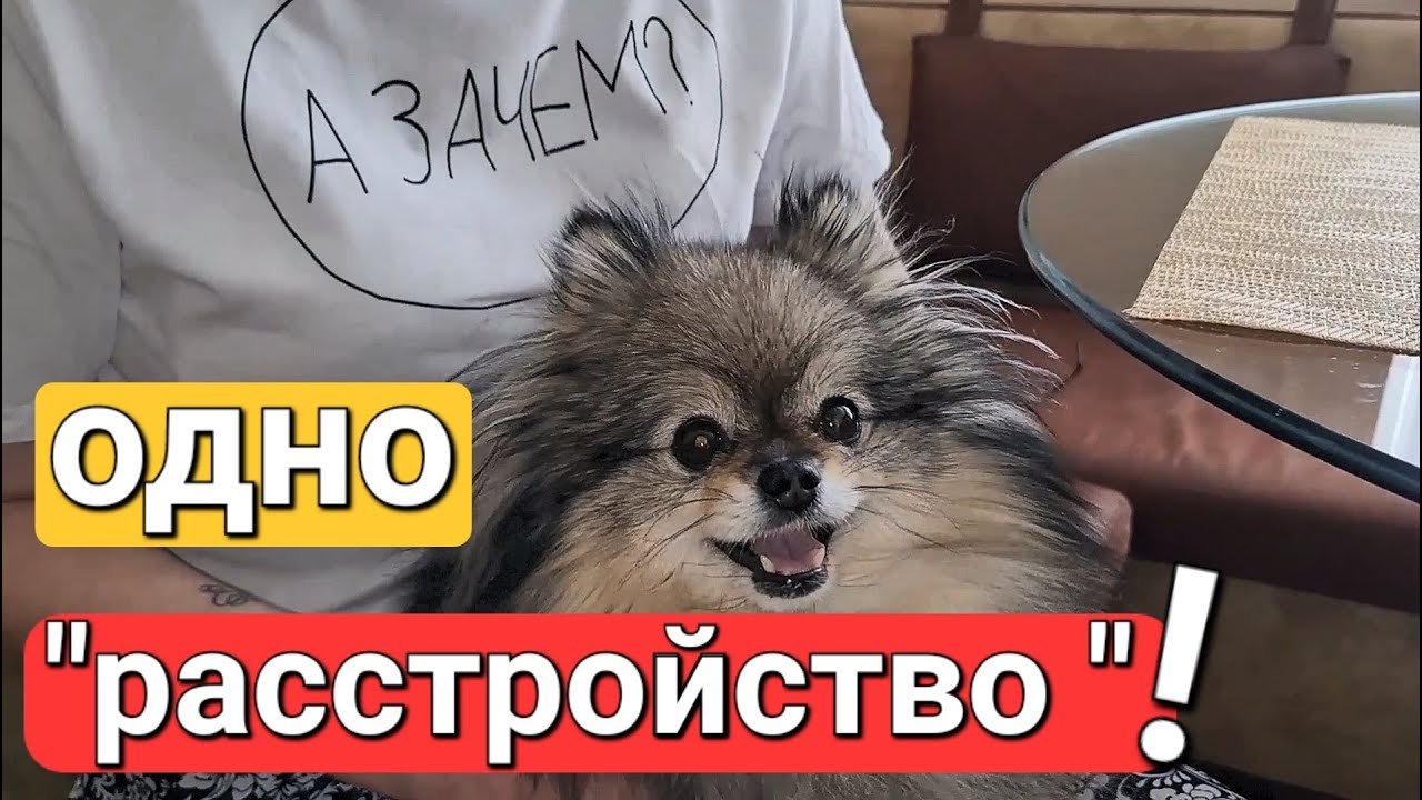 Как оказать первую помощь при расстройстве кишечника у собаки?