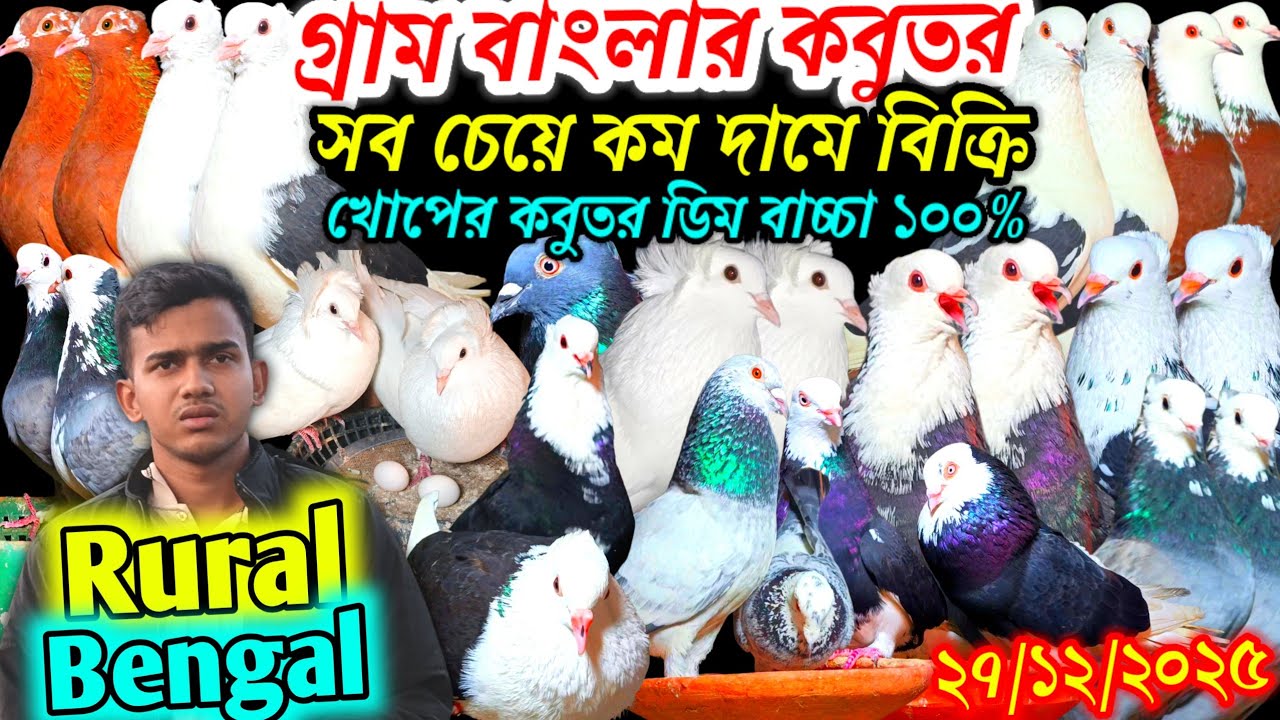 গ্রাম বাংলার কবুতর সব চেয়ে কম দামে খোপের কবুতর ডিম বাচ্চা ১০০% গ্যারান্টি সহ আকর্ষণীয় কবুতর কিনুন
