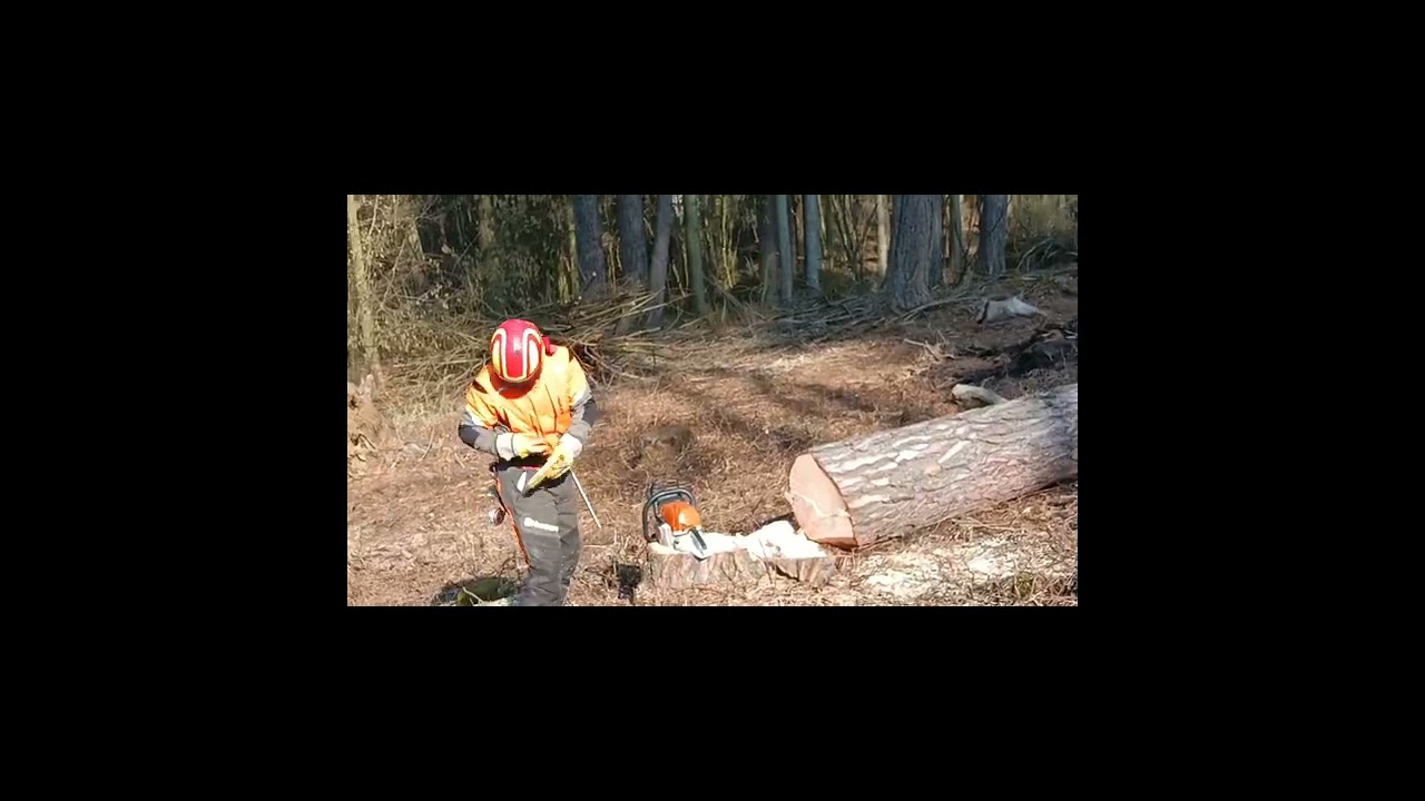 Trochu práce v lese, kácení, práce s vyvážečkou.