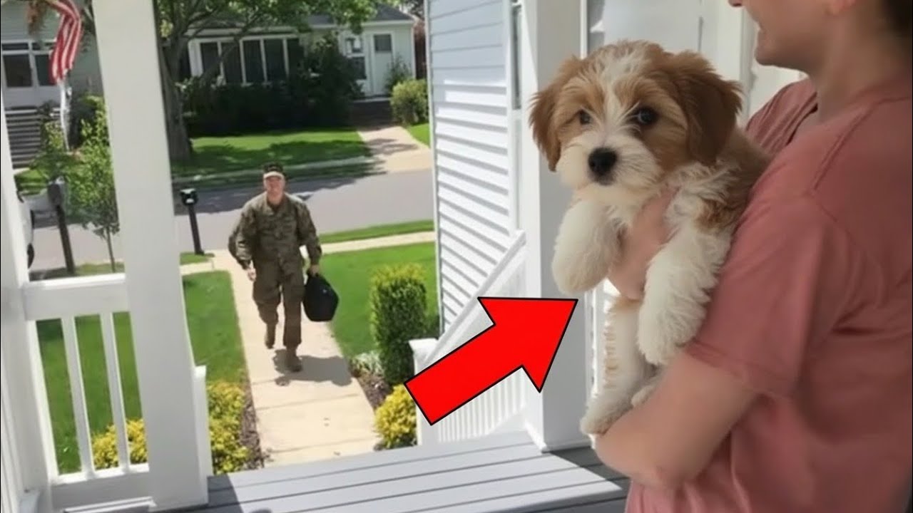 🥰😘🐶What happens when a dog 🐕 sees its dad come home? #dogs #pets 