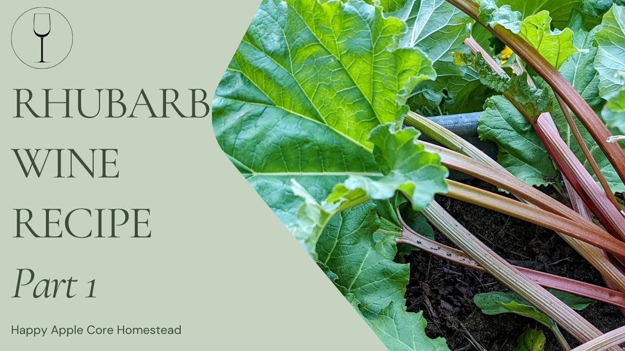 Rhubarb Wine Recipe - Part 1