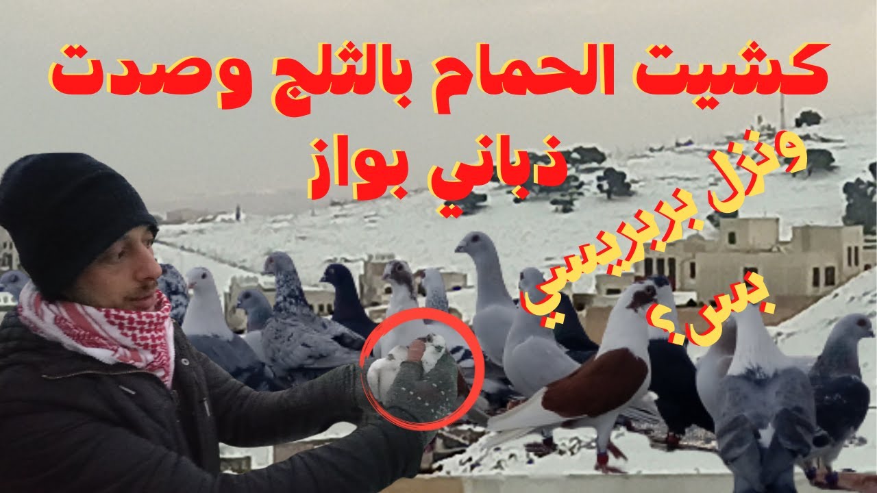 كش الحمام بالثلج والحمام مشت وصيد اليوم ذباني بواز وكان بالحمام بربريسي