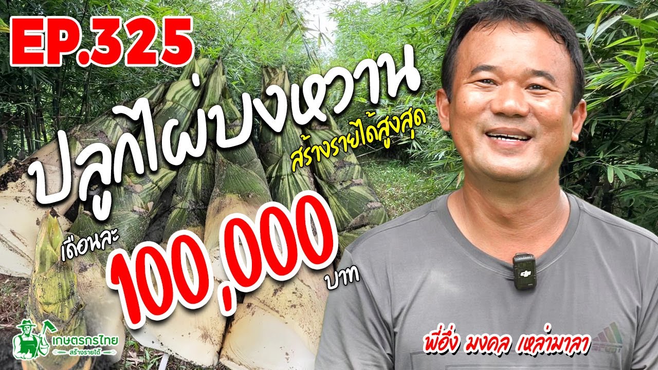 ปลูกไผ่บงหวานเพรชน้ำผึ้ง ปลดหนี้เงินล้าน มีกิน มีใช้ มีรายได้ 100,000 ทุกเดือน #ไผ่บงหวาน #ปลูกไผ่