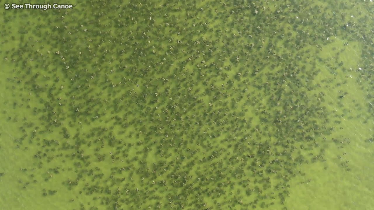 Passing Through A Huge Group of Cownose Rays in a Clear Canoe