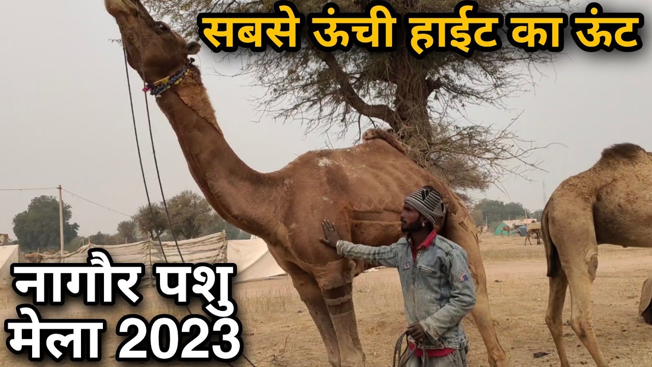 सबसे ऊंची हाईट का ऊंट | Nagaur pashu mela 2023 | Nagaur mela 2023 | नागौर पशु मेला 2023