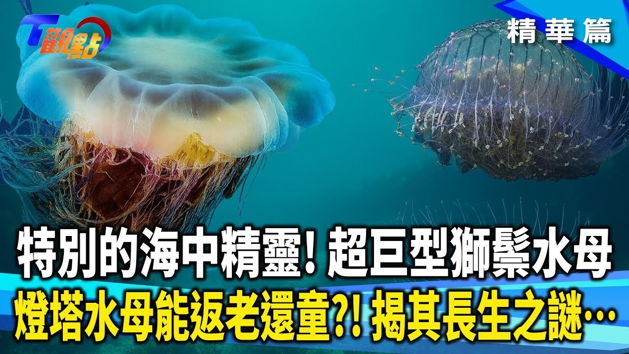 人類長生不老關鍵就是牠！ 燈塔水母不死之謎！ 下海當心！ 世界三大劇毒水母 僧帽水母攻佔台灣？ 1立方釐米微型殺手水母！ 看不見的致命威脅！【#T觀點】20251025(1/3)#莊開文 #水母