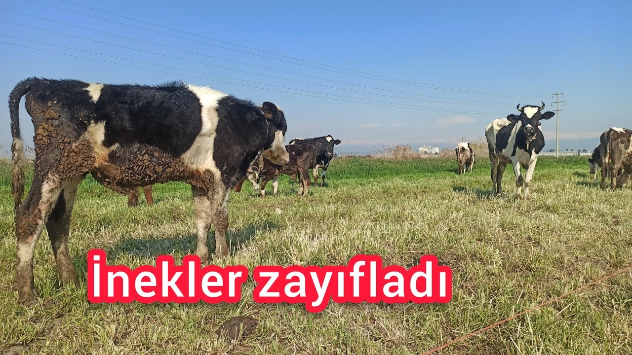 reygrassın inekler üstünde etkisi