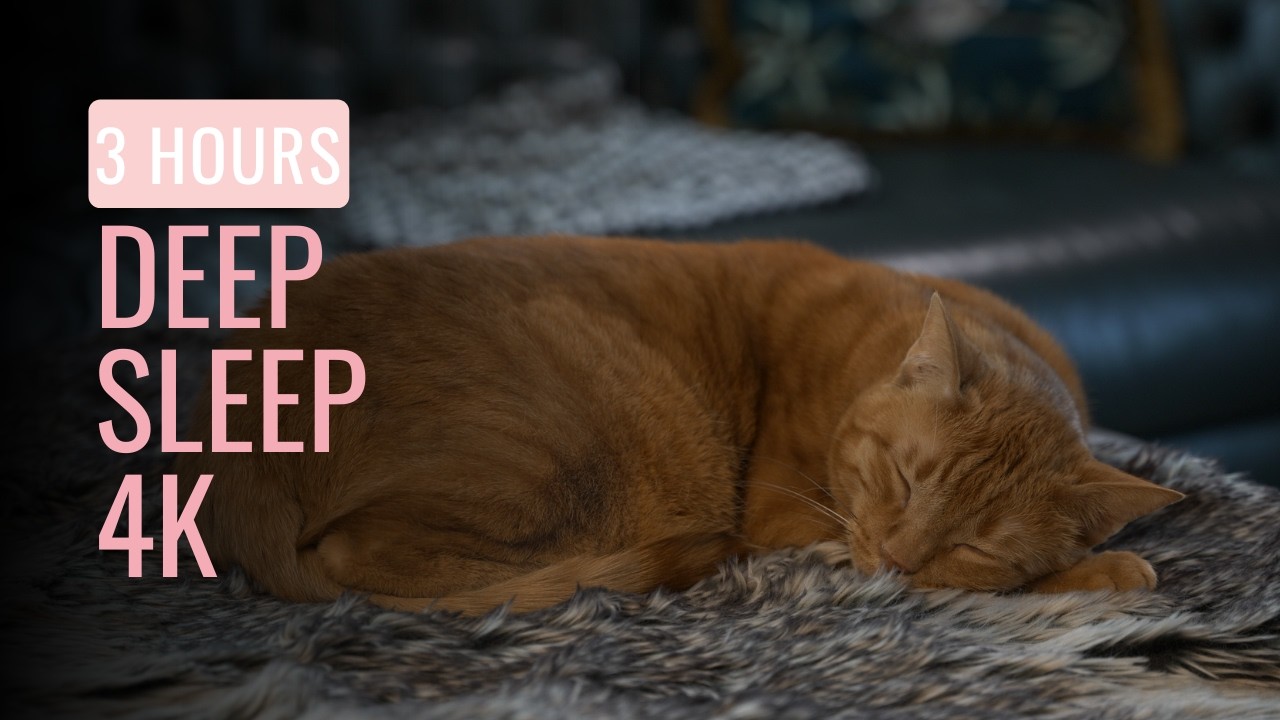 3 HOURS Deep Sleep With Brudi