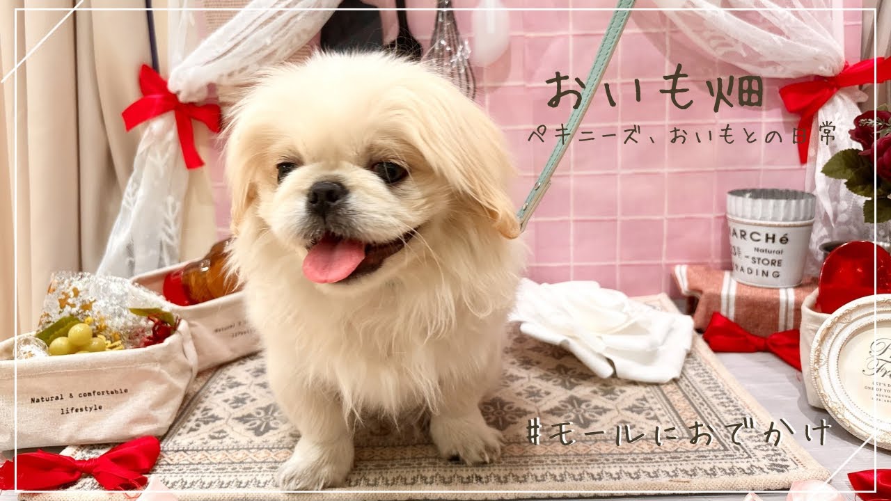 ☀️ペットと過ごせるショッピングモールに行ってきました | ペキニーズのおいも