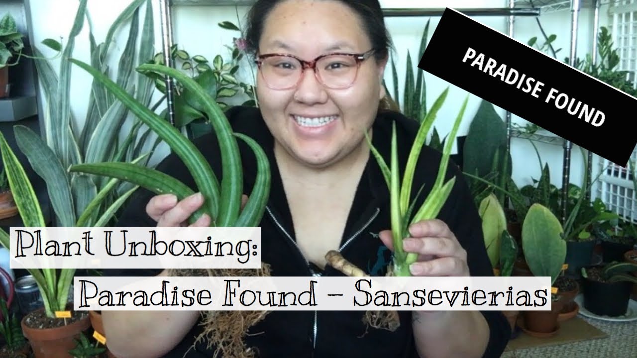 Plant Unboxing: Paradise Found Nursery || Sansevierias