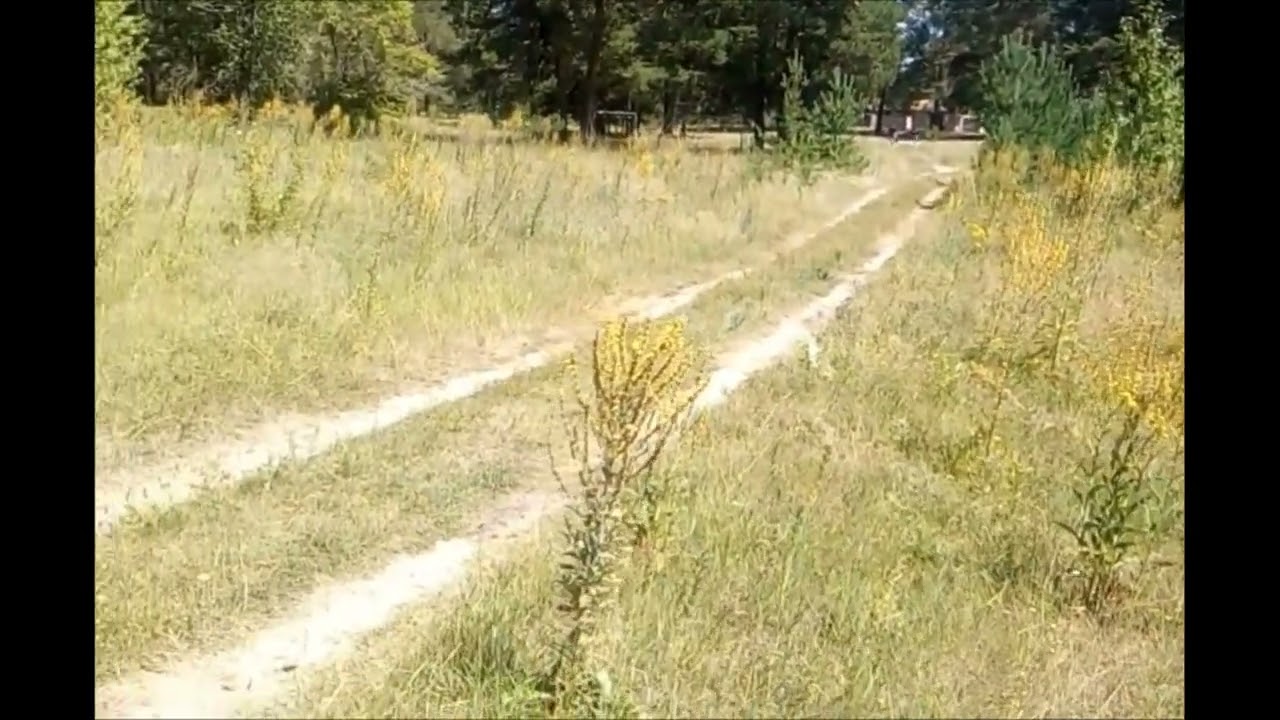 Бородулиха  Лесхоз  Июль  2022год
