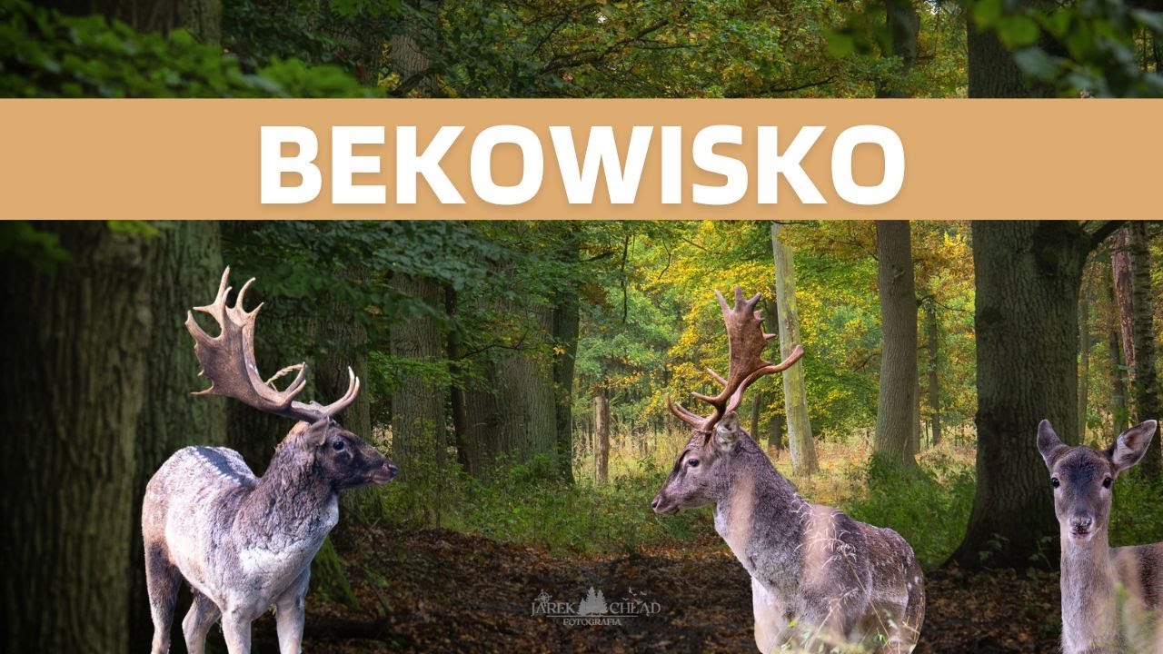 Bekowisko