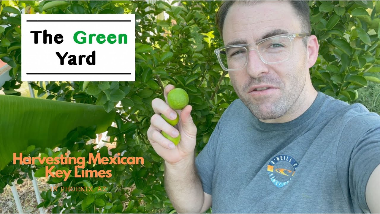 Harvesting Thornless Mexican Key Limes in Phoenix, AZ!