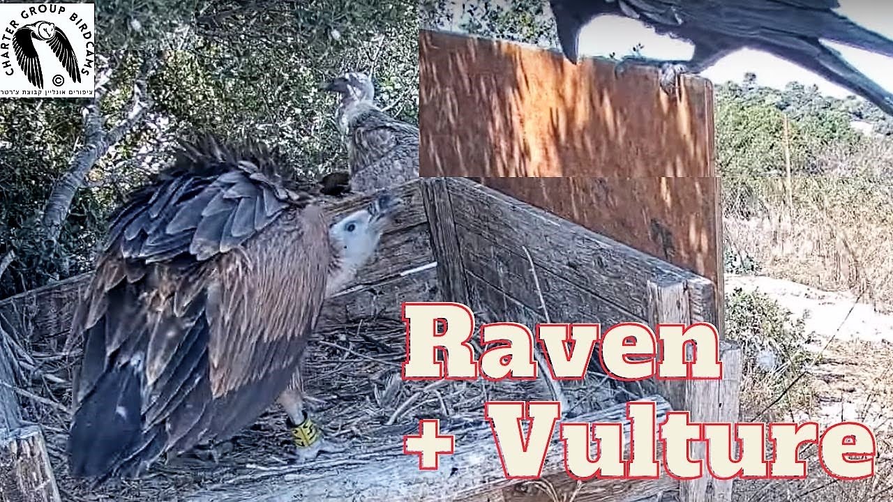 Black raven comes to visit Griffon Vulture nestling.