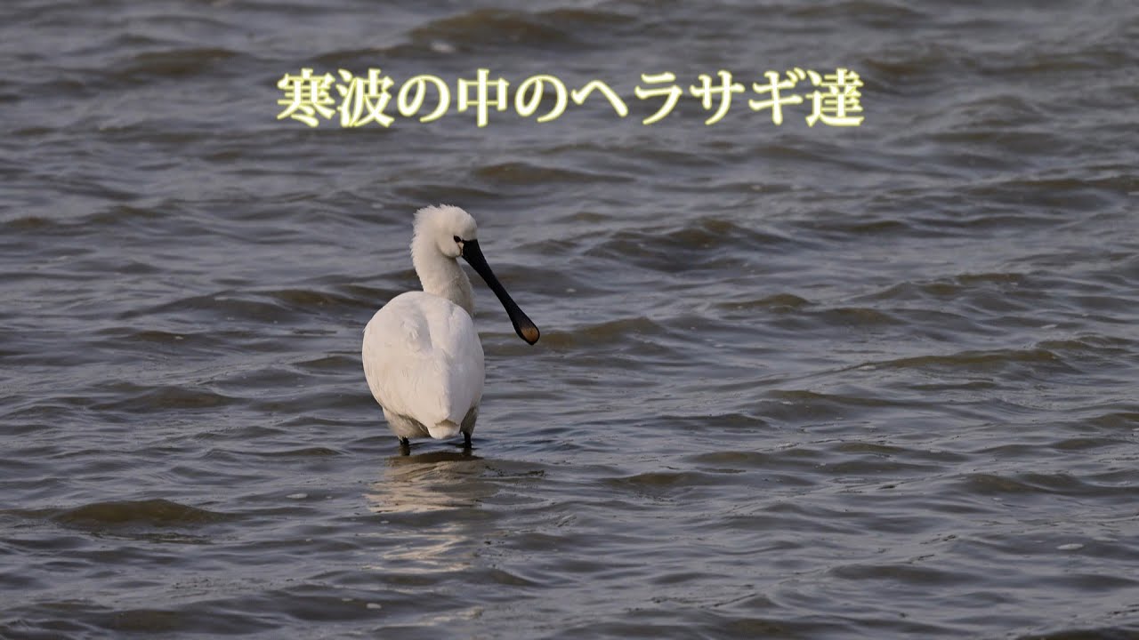 寒波の中のヘラサギ達