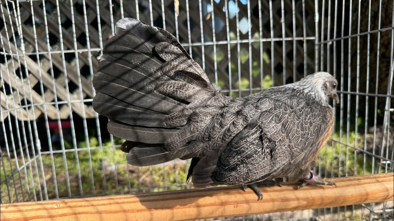 Mis l&iacute;neas de gallos miniatura aztecas giros paja 😃🏡