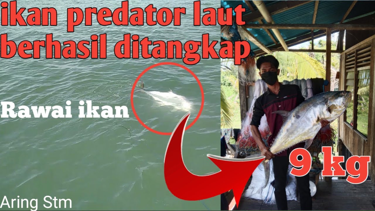 Mancing Rawai ikan predator monster Laut berhasil ditangkap.|| Aring Stm