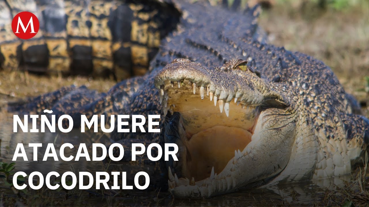 Continúa la búsqueda de niño atacado por un cocodrilo tras caer en una zona pantanosa en Michoacán