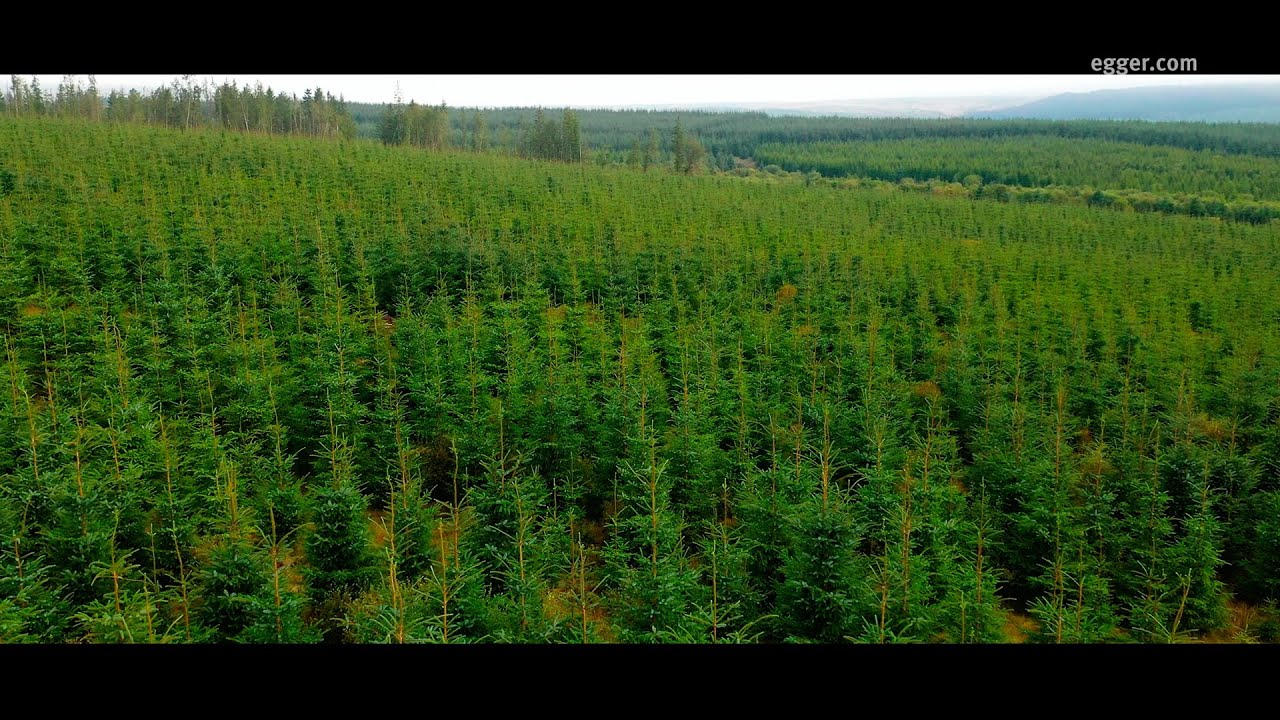 EGGER Forestry - Harvesting case study at Spadeadam Forest