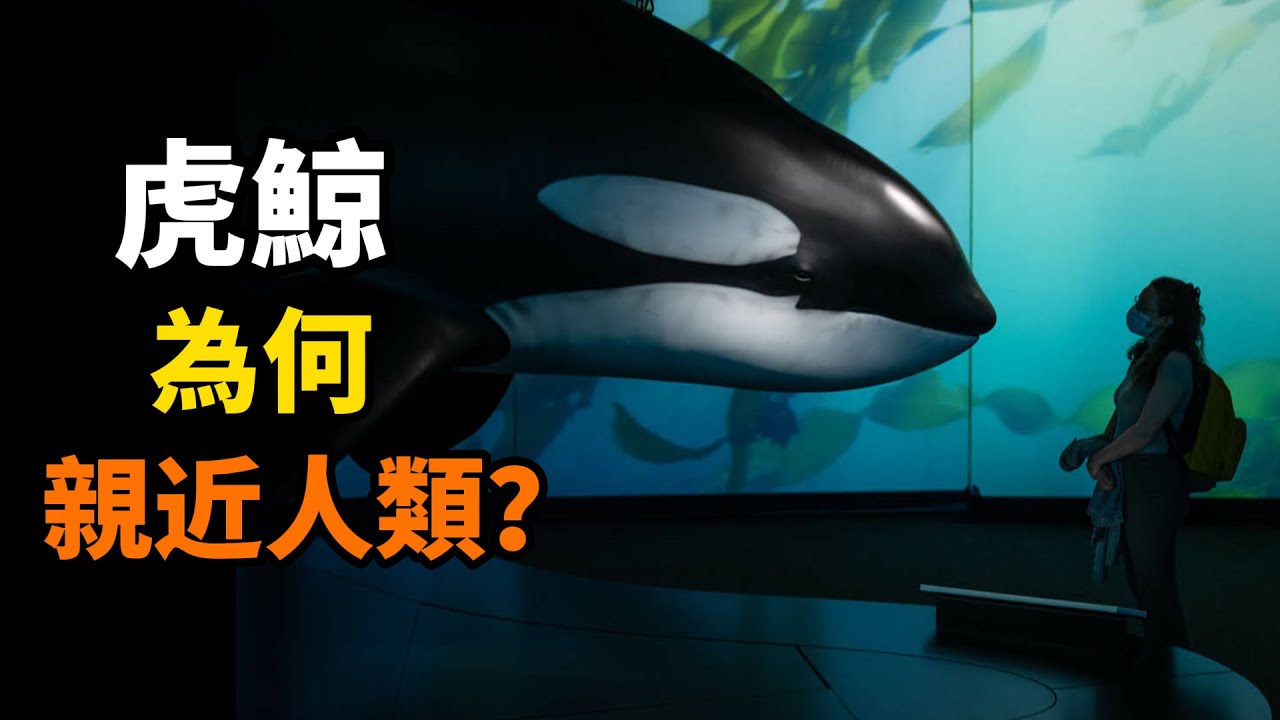 原來虎鯨與人類那麼像！！
