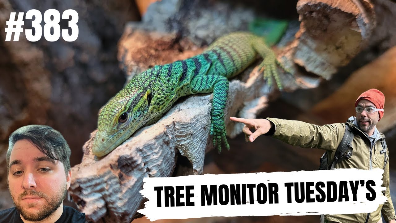 Grasshoppers the best diet for any Tree Monitor Speices?