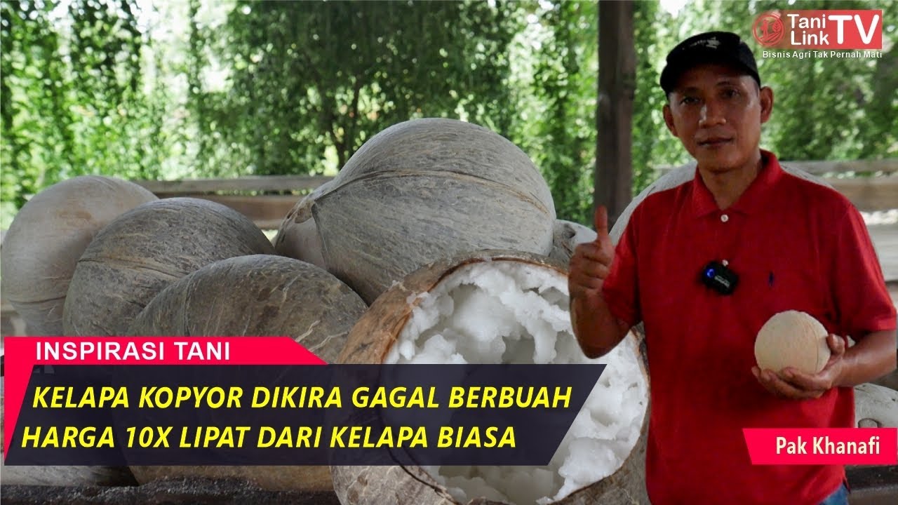 Budidaya Kelapa Kopyor Genjah, Cara Tanam, Cara Atasi Hama dan Cara Penyajian Minuman
