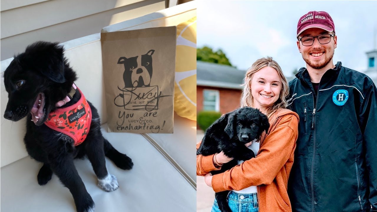 picking up our Australian shepherd puppy + first few days with her