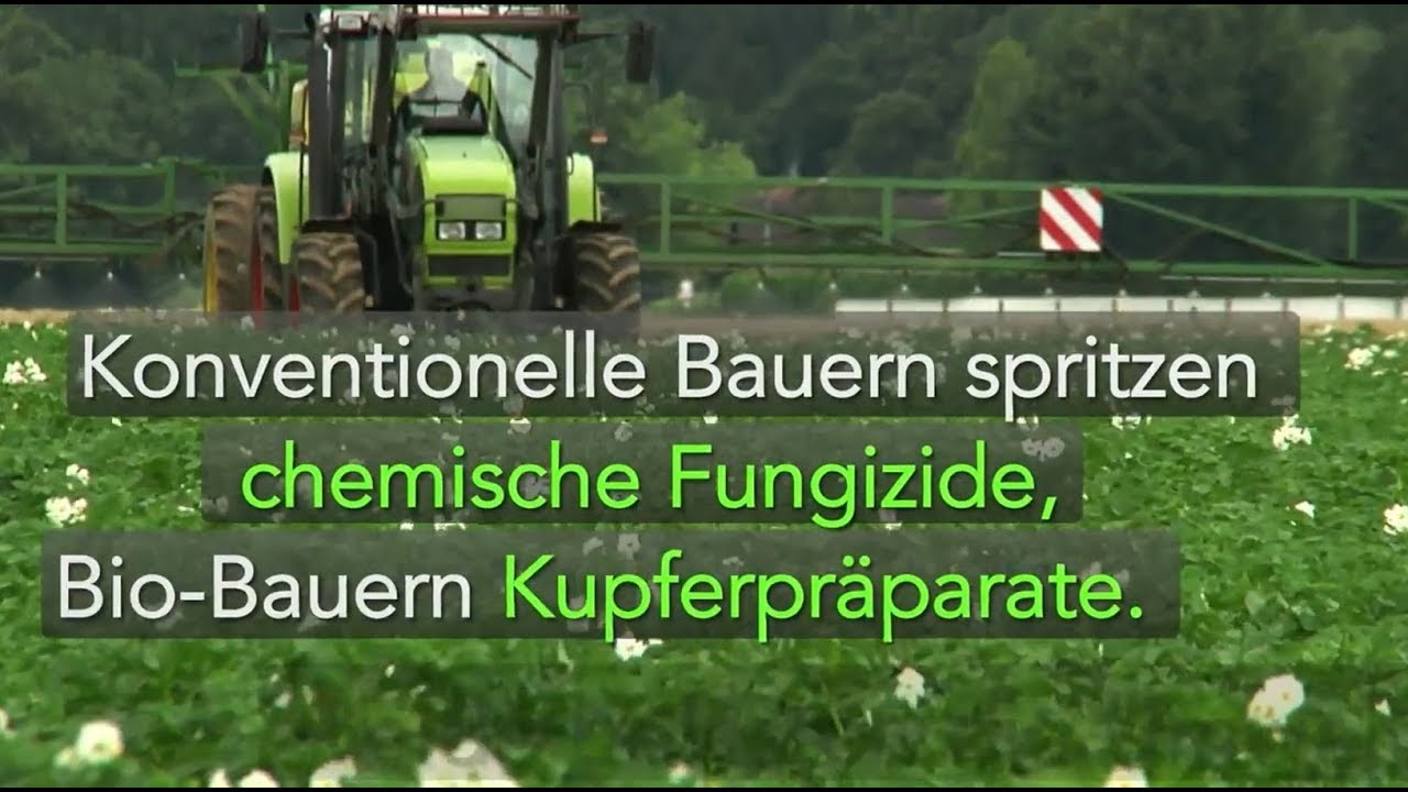 Kartoffeln anbauen: Es geht auch (fast) ohne Spritzen.