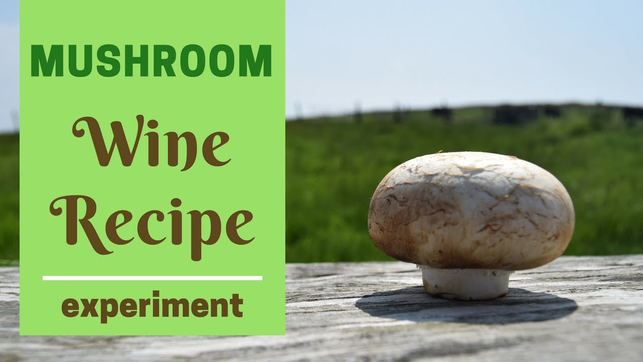 How to make Mushroom Wine - Recipe and Method!
