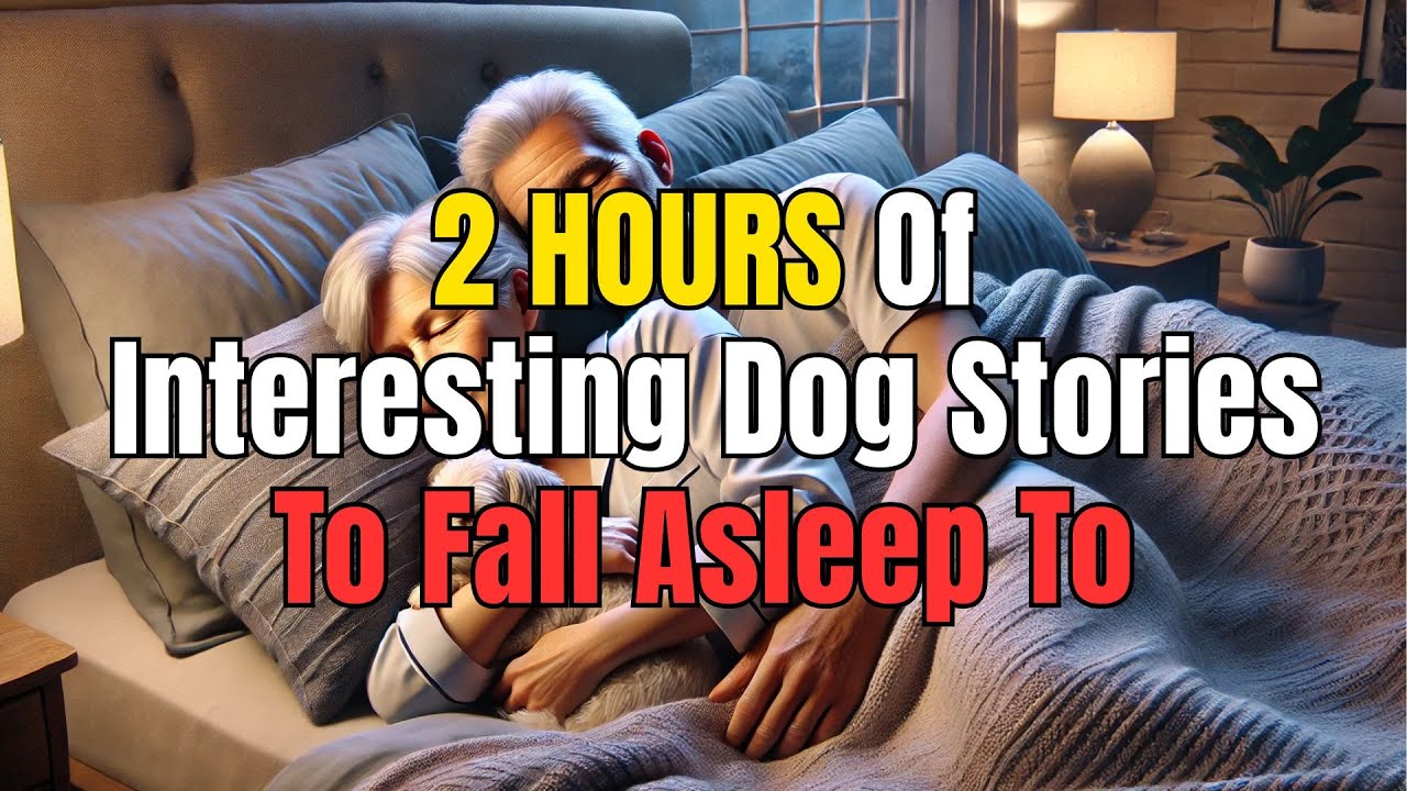 Inspiring Dog Stories of Faithful Dogs That Will Calm Your Mind for Sleep 💤