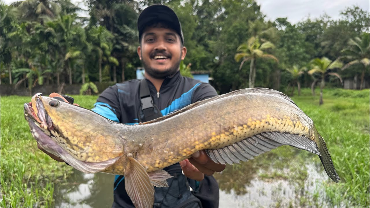 മഞ്ഞ നിറത്തിൽ ഉള്ള വരാലിനെ കണ്ടിട്ടുണ്ടോ..🙆‍♂️🙆‍♂️ | Fishing | Snakehead Fishing Videos | Fish