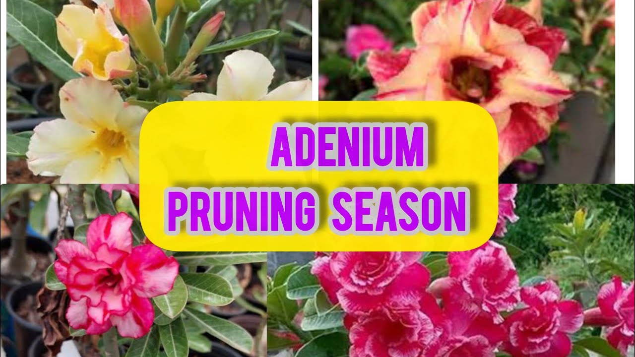Maximum 🌺 Flowers ke liye Adenium mein kare Pruning February Month mai/Full Care and Propagation