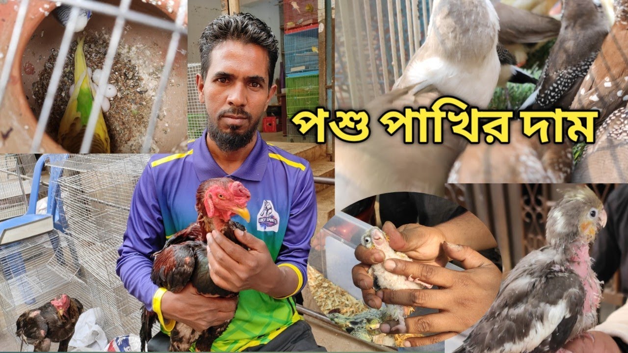 মিরপুর হাটে পশু পাখির দাম। ফাইটার মোরগ বাজিগার ককাটেল লাভ বার্ড আরো অনেক পাখি।