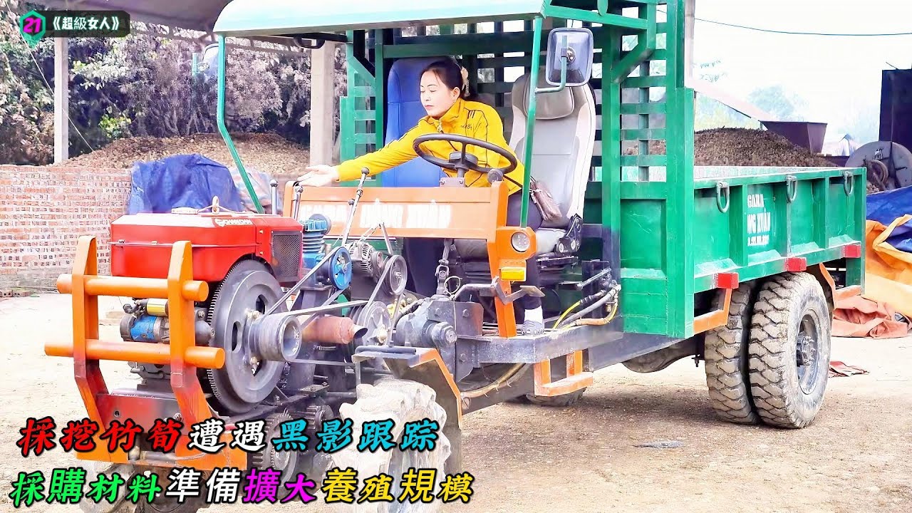 採挖竹筍遭遇黑影跟踪，採購材料準備擴大養殖規模《超級女人》21