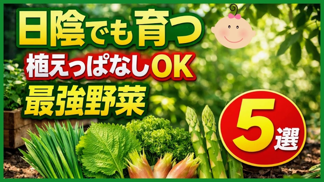 一度植えたら毎年とれる！日陰でも育つほったらかし最強野菜5選【初心者・プランターOK】