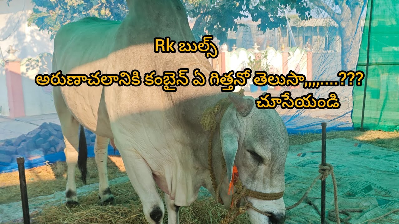 కాల్వబుగ్గ న్యూ క్యాటగిరి విభాగం Rk బుల్స్ & రామచంద్ర రెడ్డి గారు 🦁🦁🦁👈👈👈