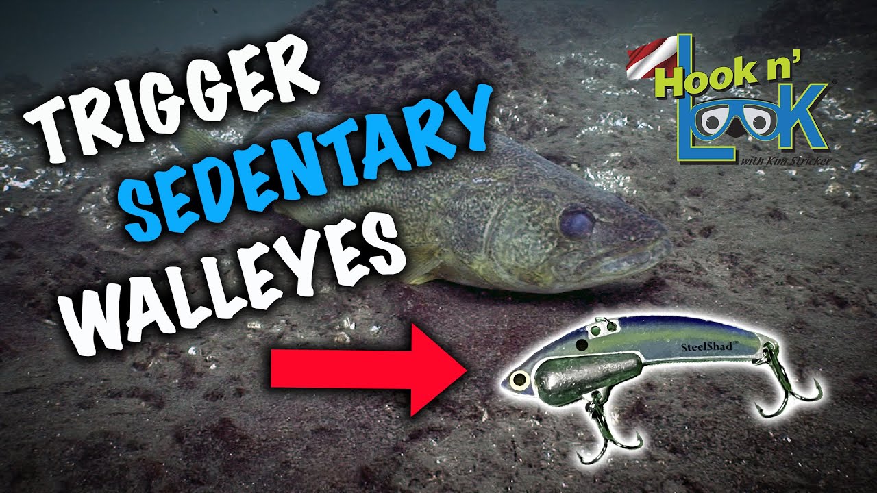 Trigger Sedentary Walleye