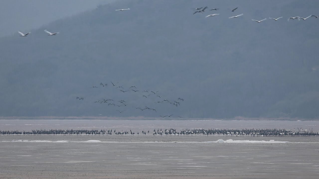 Cheorwon DMZ Crane Site, South Korea #crane #redcrownedcrane