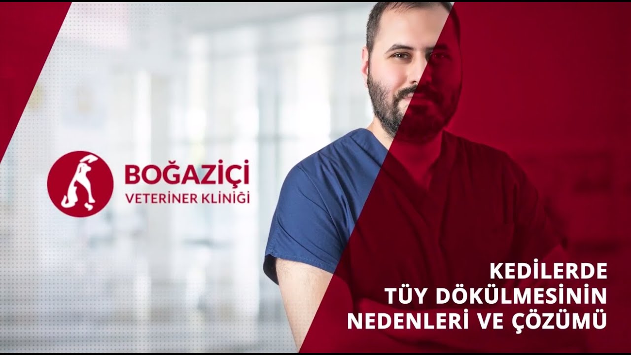 Kedilerde Tüy Dökülmesinin Nedenleri ve Çözümü