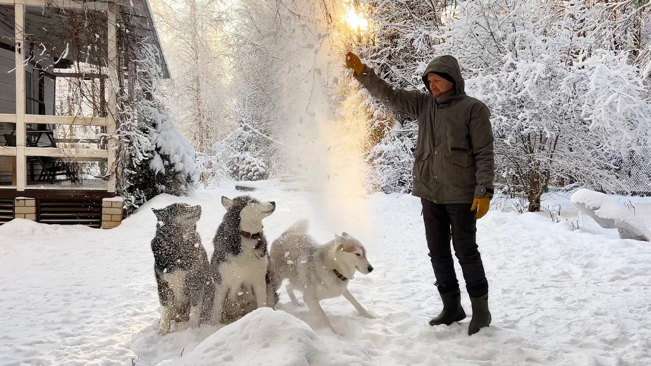 These Huskies Playing In Snow Will Make Your Day Better