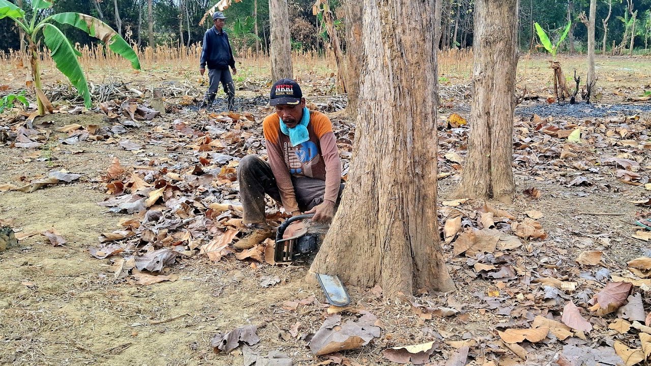 Sudah langka‼️pohon jati kebun kwalitas istimewa