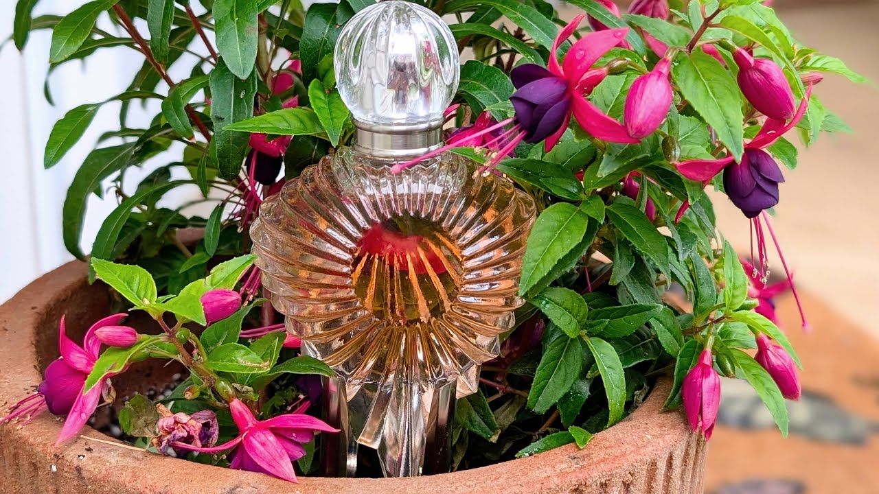 Master X Master Monet's Palette - Scorched Bloom of the Garden