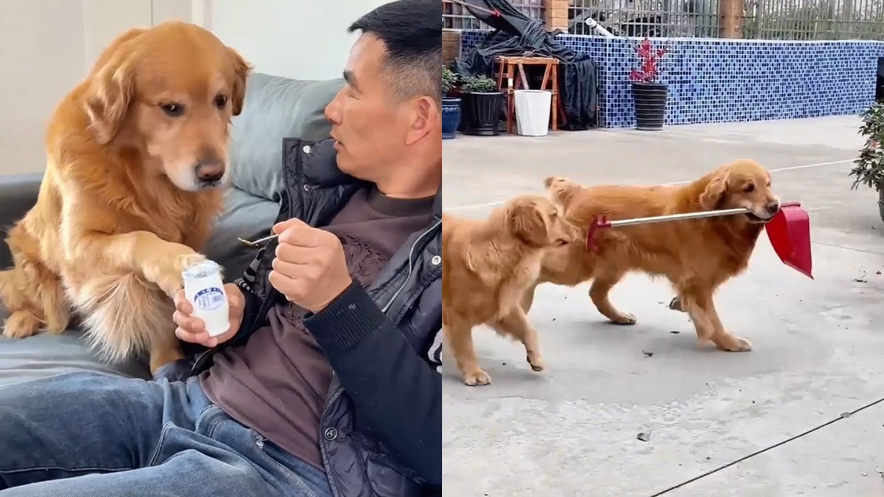 Очень умные собаки! ❤️#聪明旺豆豆