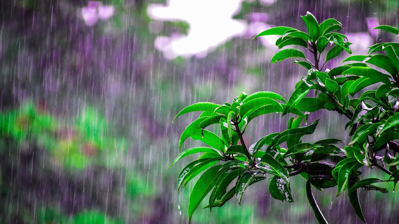 Música relajante con Lluvia suave, Música de Piano Tranquila para Relajarse y Meditar
