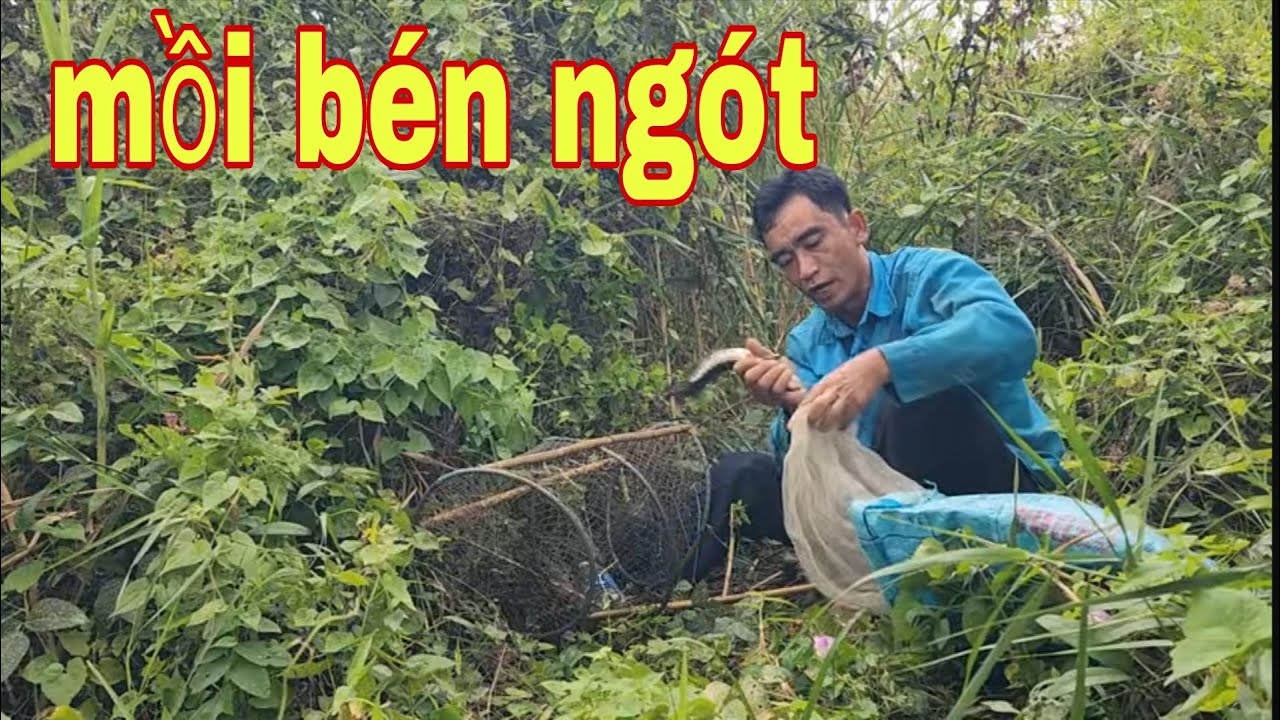 Trời Ơi Đi Thăm Lờ Cá Lóc Dính Được Con Cá Lóc Mừng Con Hơn Lụm Được Vàng # SĂN BẮT ĐỒNG THÁP #
