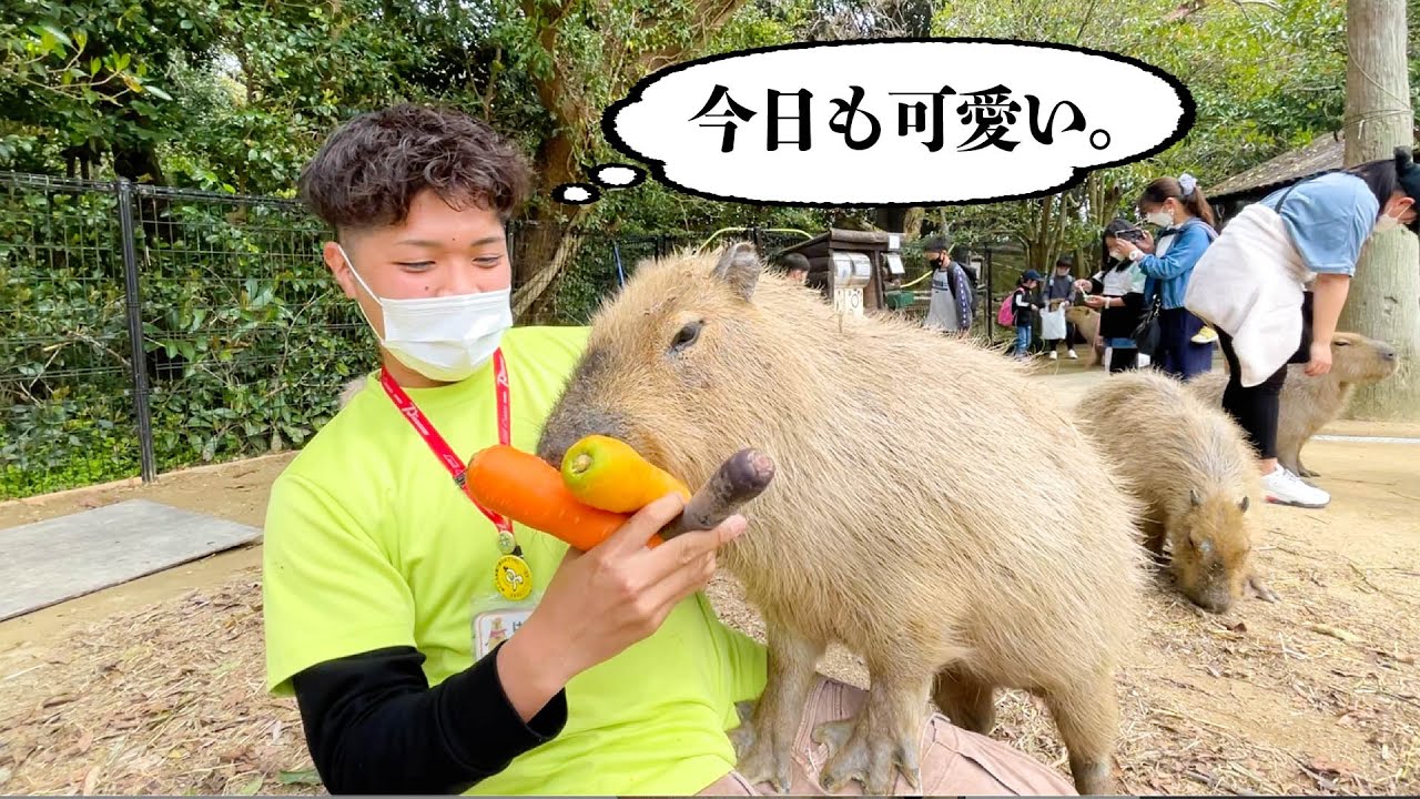 飼育員のお膝にチョコんカピバラ。Animals eating colorful carrots