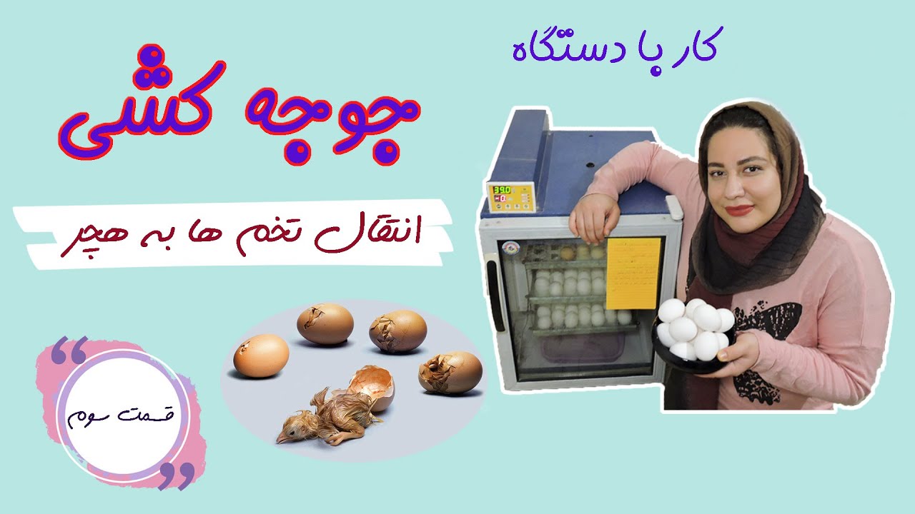 کار با دستگاه جوجه کشی (قسمت سوم) | انتقال تخم ها به هچر