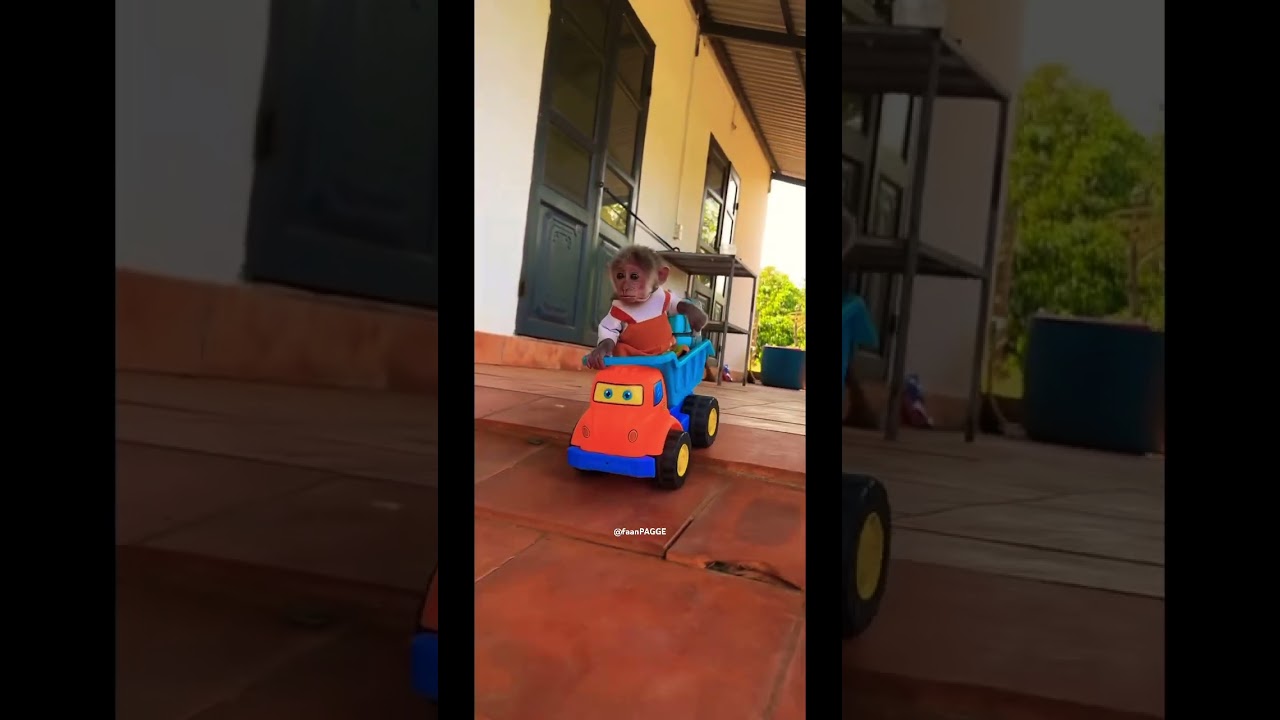 Feeding a Monkey for the First TimeSo Cute! #monkey   #funnyanimals   #dailyvlog #shorts #viralvideo