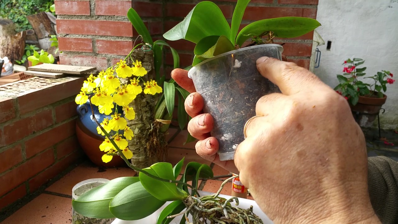 División de una orquídea phalenopsis