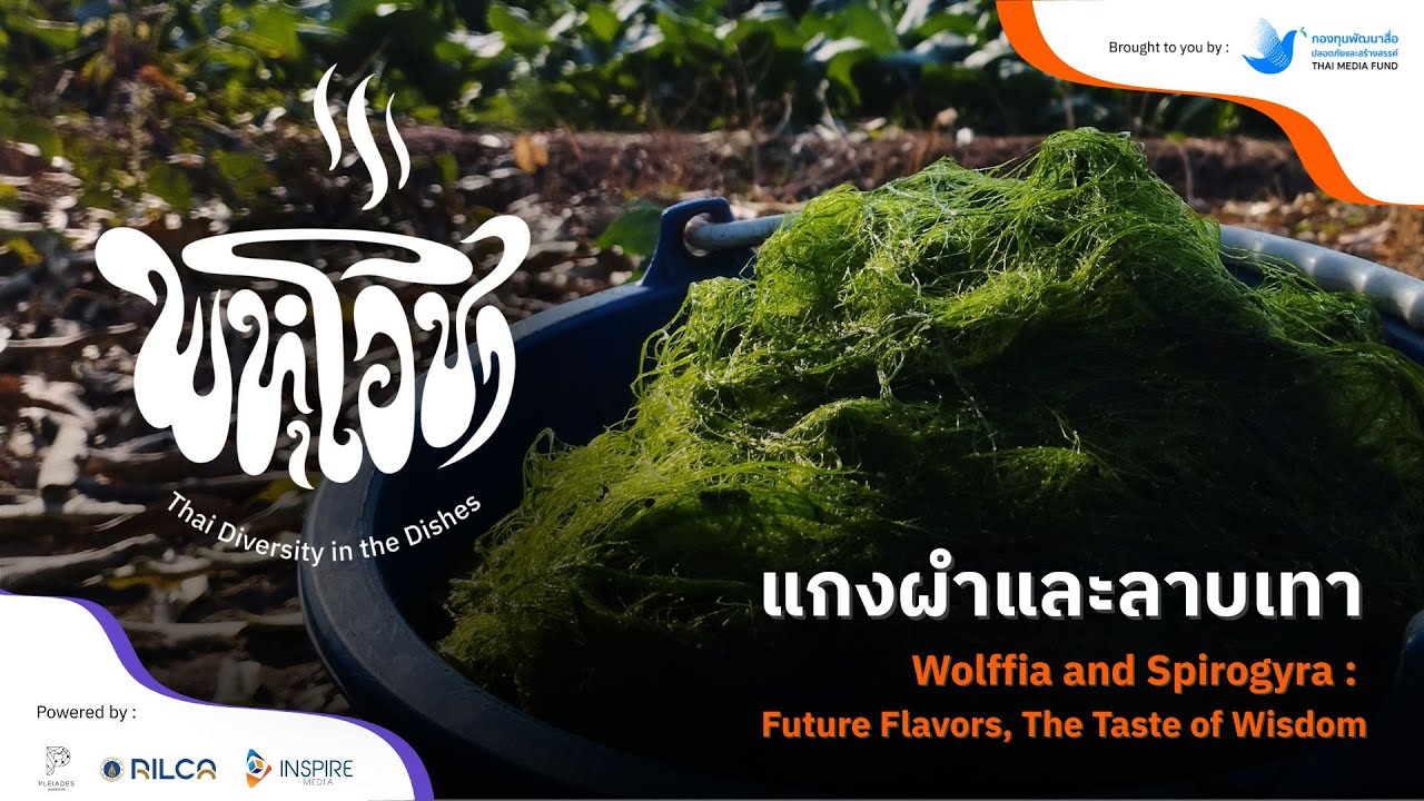 EP02 : แกงผำและลาบเทา l พหุโอชา : Thai Diversity in the Dishes